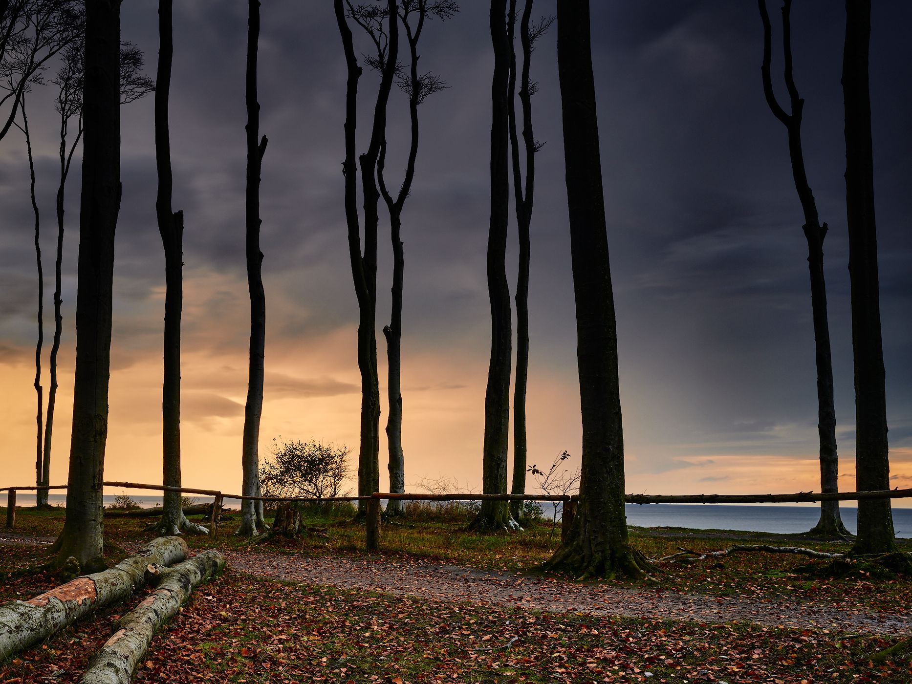 Gespensterwald near Nienhagen, Germany