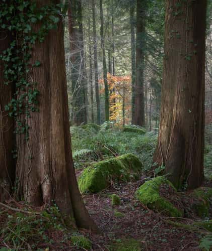 Ivybridge woods, Devon