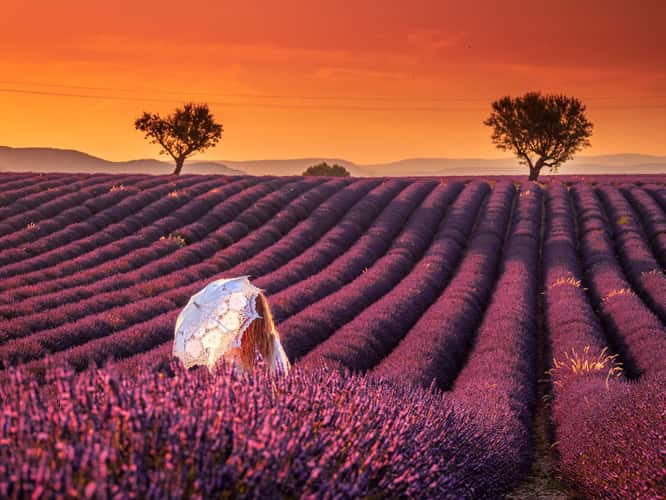 Lavender field in Valensole