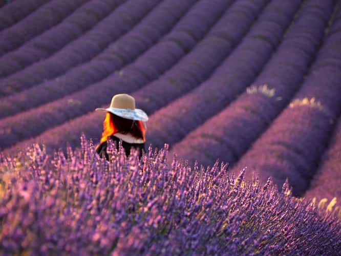 Lavender field in Valensole