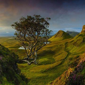 Lonely Tree at Quiraing, United Kingdom