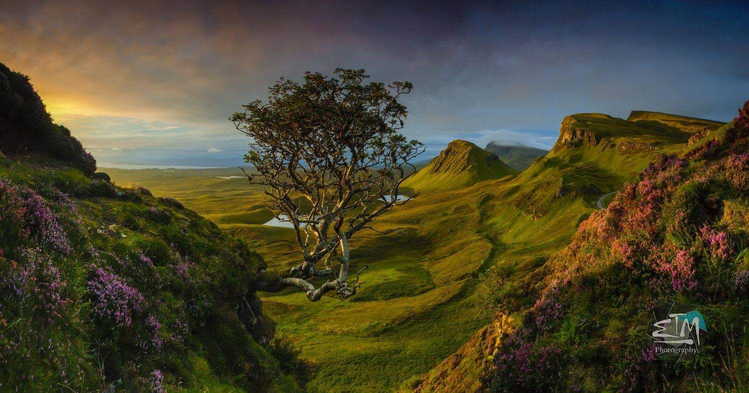 Lonely Tree at Quiraing, United Kingdom