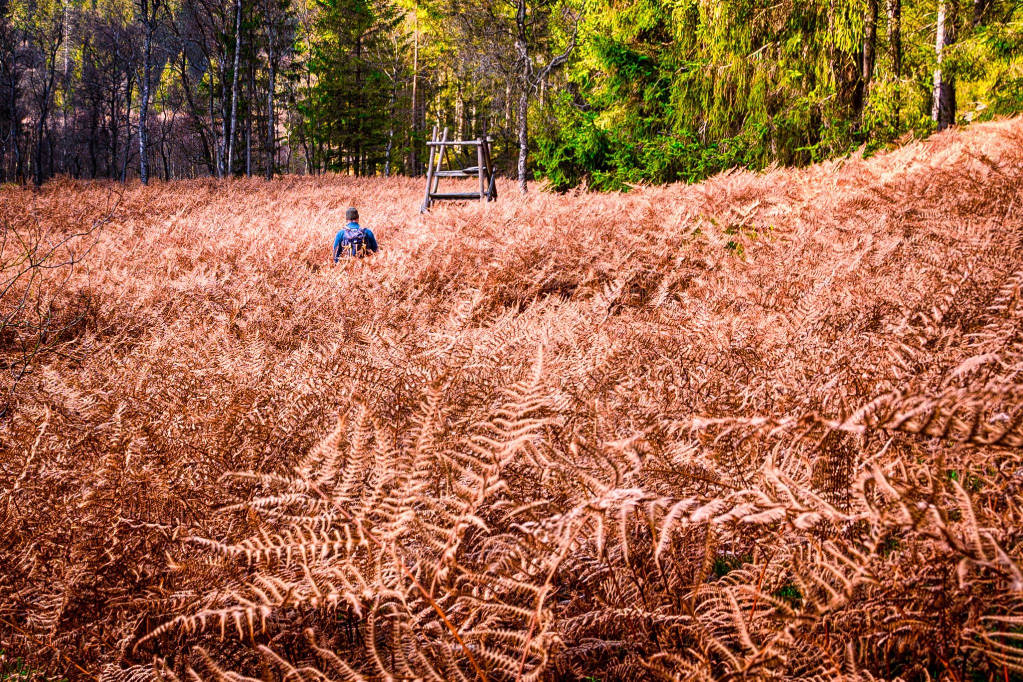 Lost valley in the Haute Fagnes, Belgium