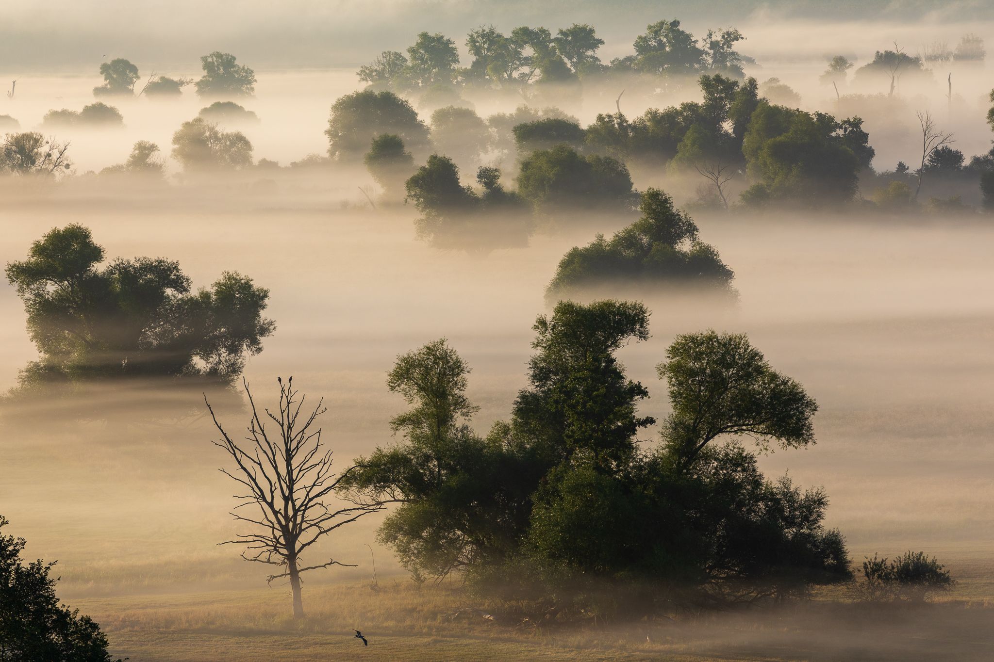 Lower Oder Valley National Park near Stolpe, Germany