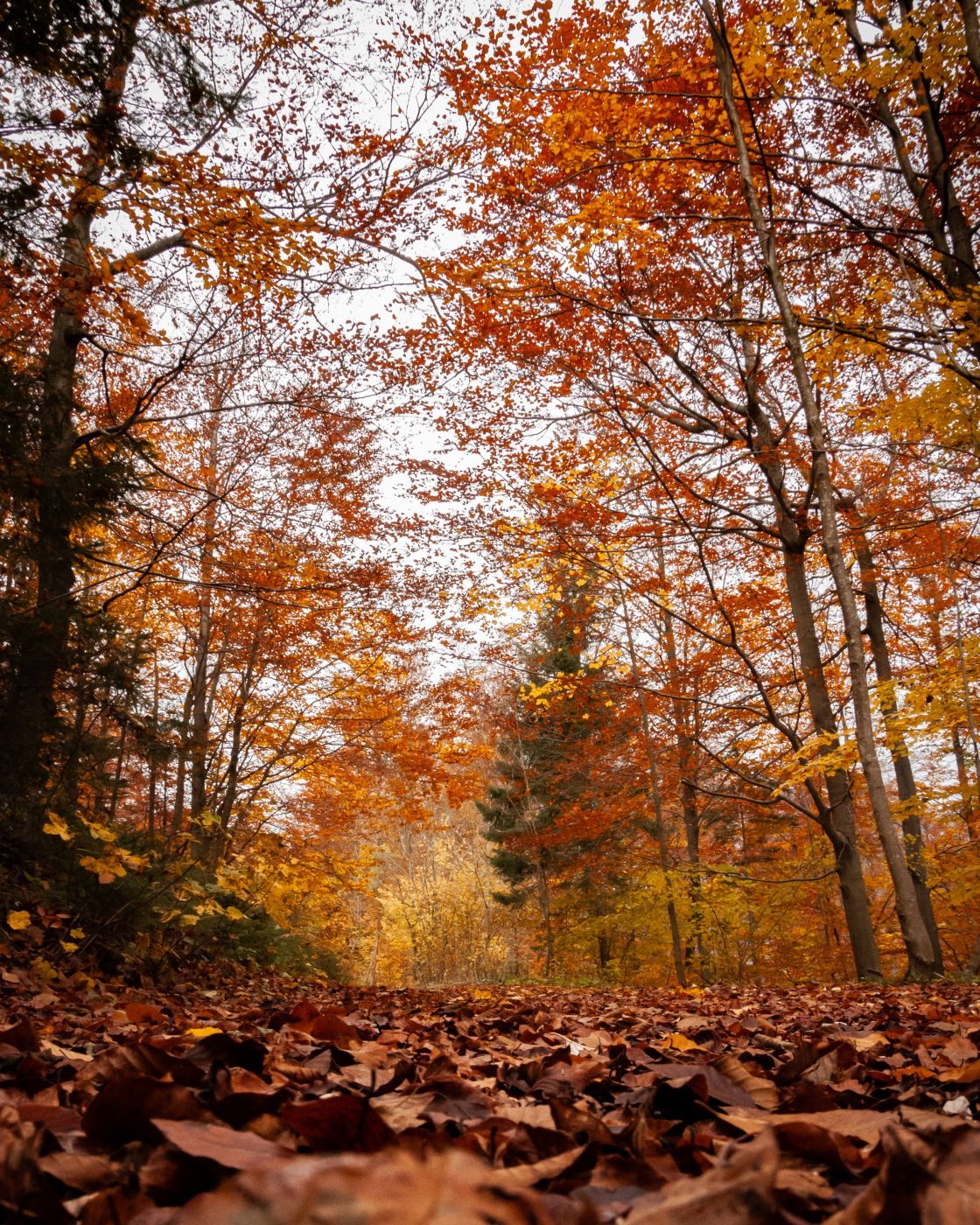 Mala Mezakla, Slovenia