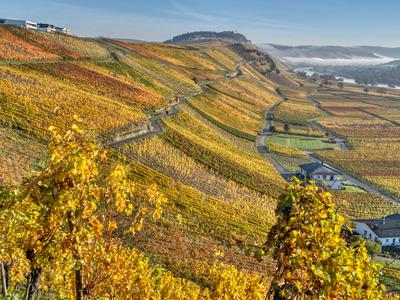Mosel river vineyards at fall