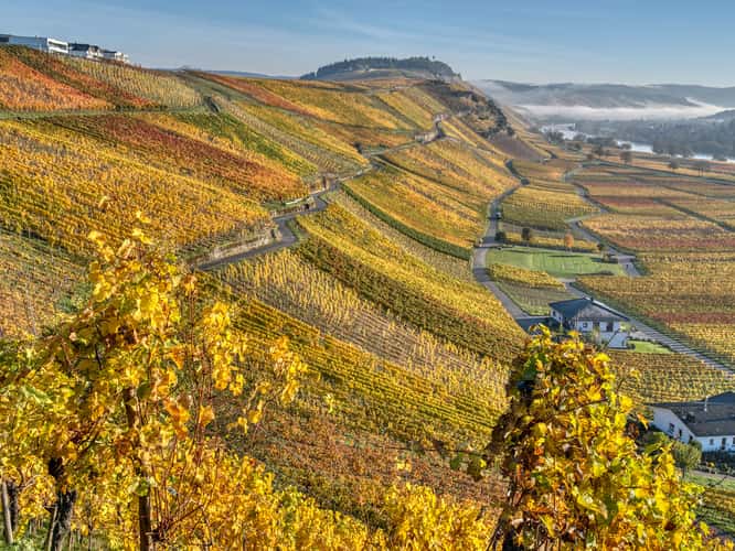 Mosel river vineyards at Fall