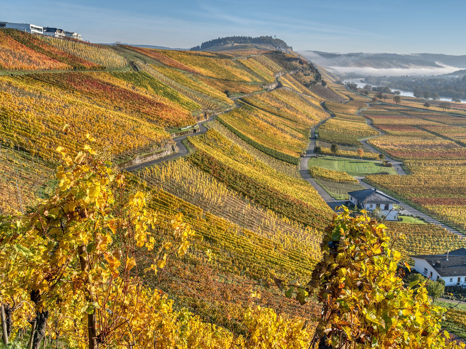 Mosel river vineyards at Fall, Germany