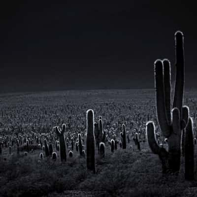 Parque Nacional los Cardones, Argentina