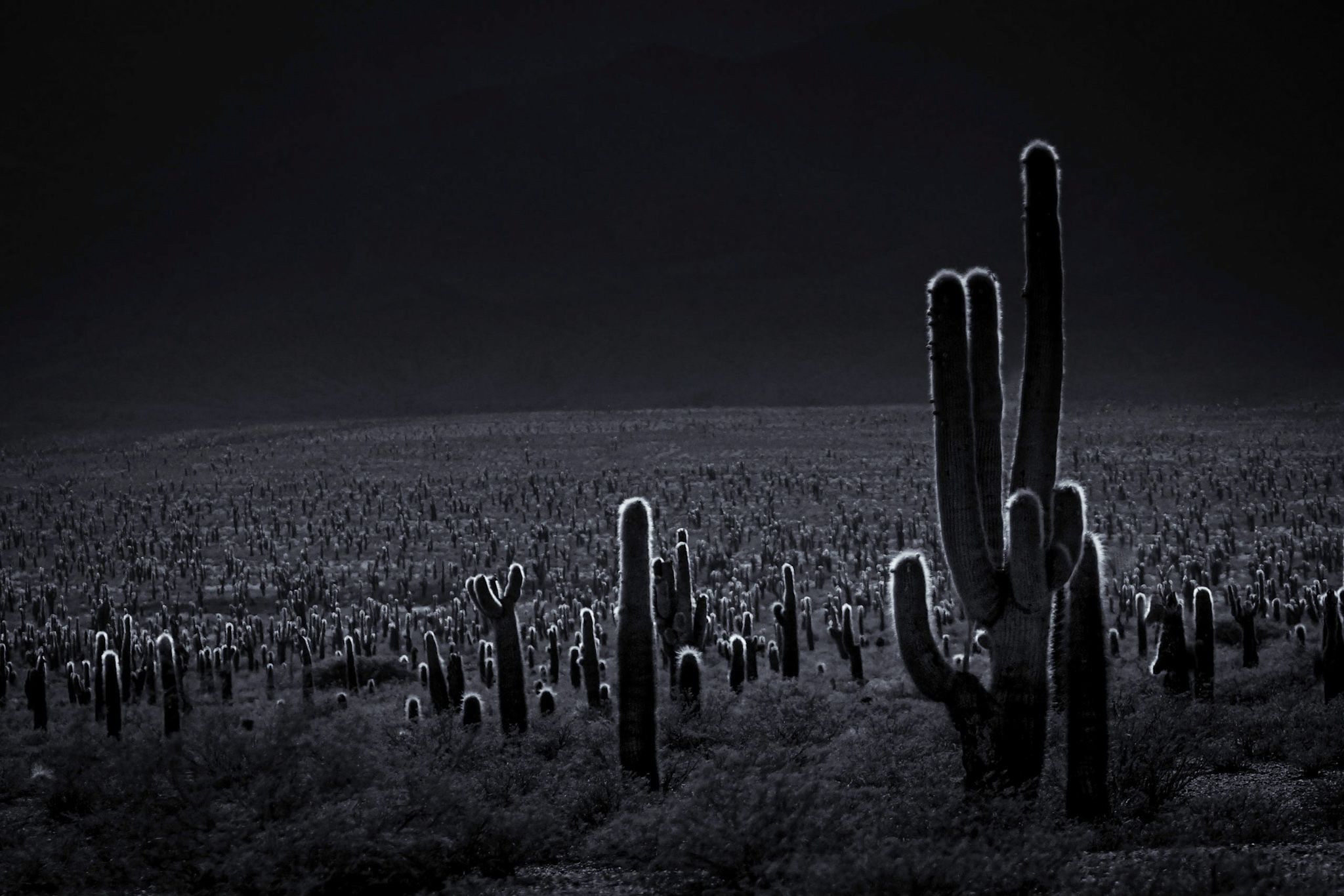 Parque Nacional los Cardones, Argentina