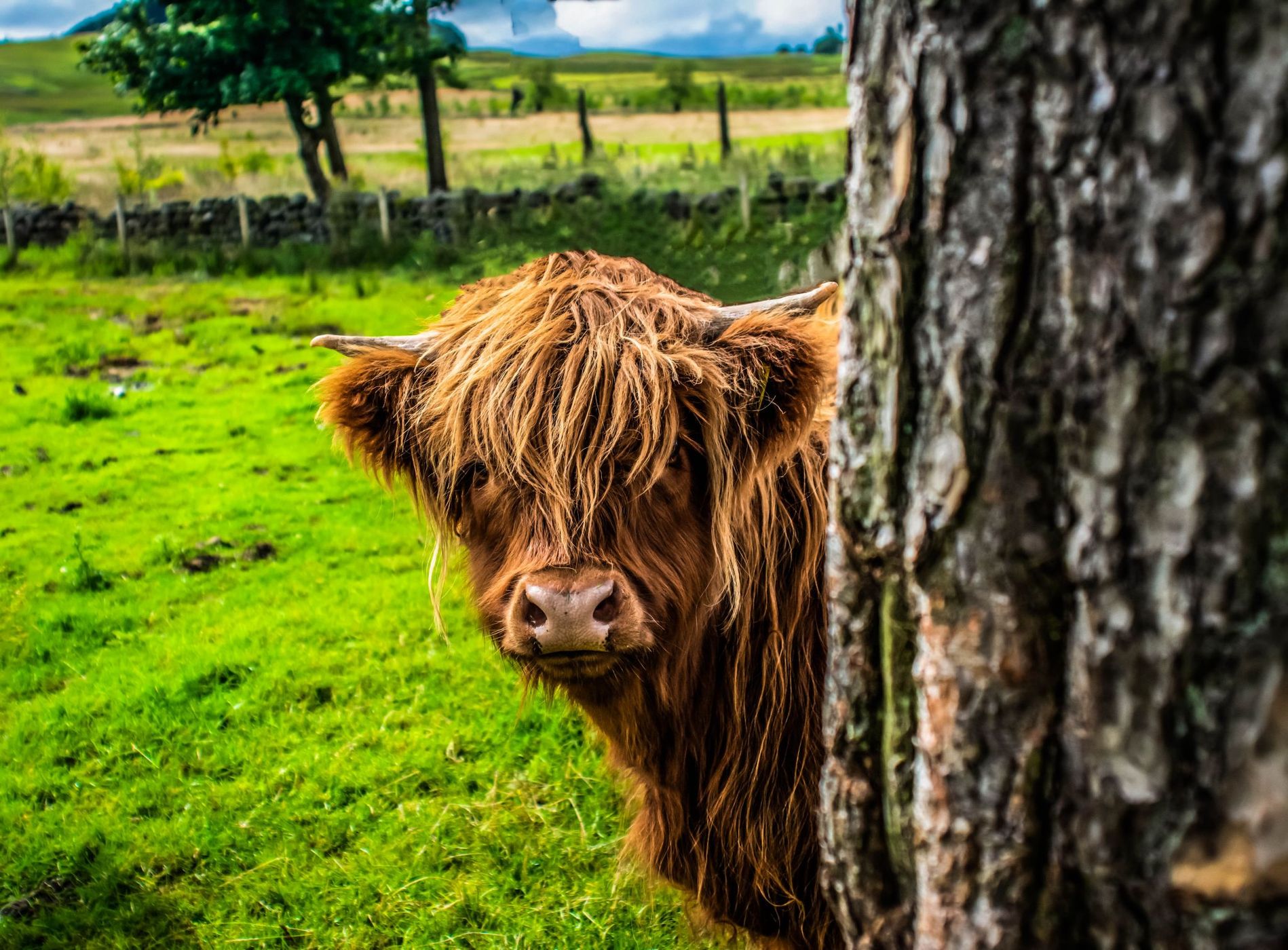 peek-a-boo, United Kingdom