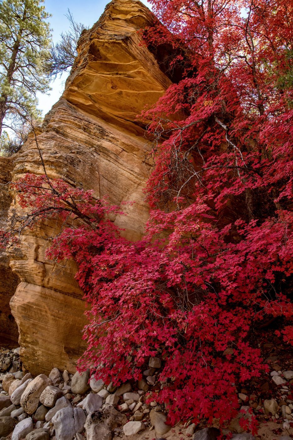 Pine Creek, USA