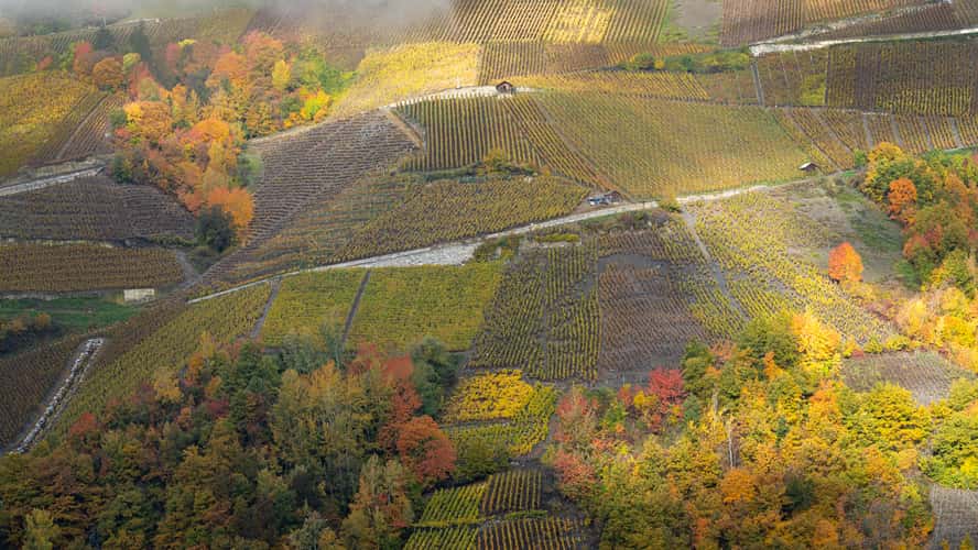 Premploz vineyards