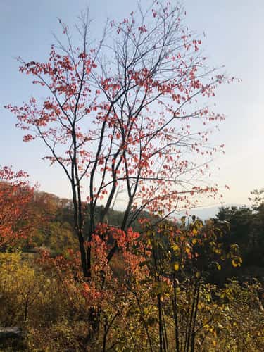Sayuwon