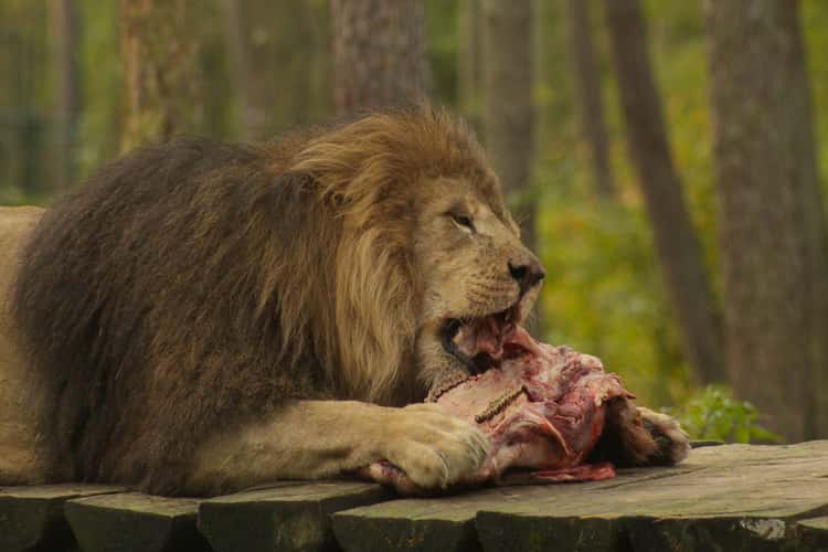 Serengeti Park Hodenhagen