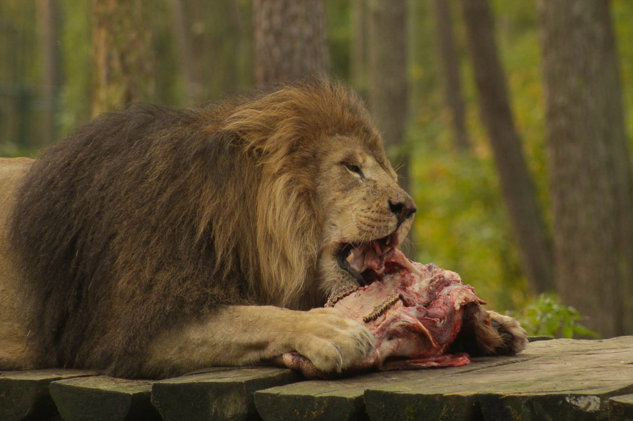 Serengeti Park Hodenhagen, Germany