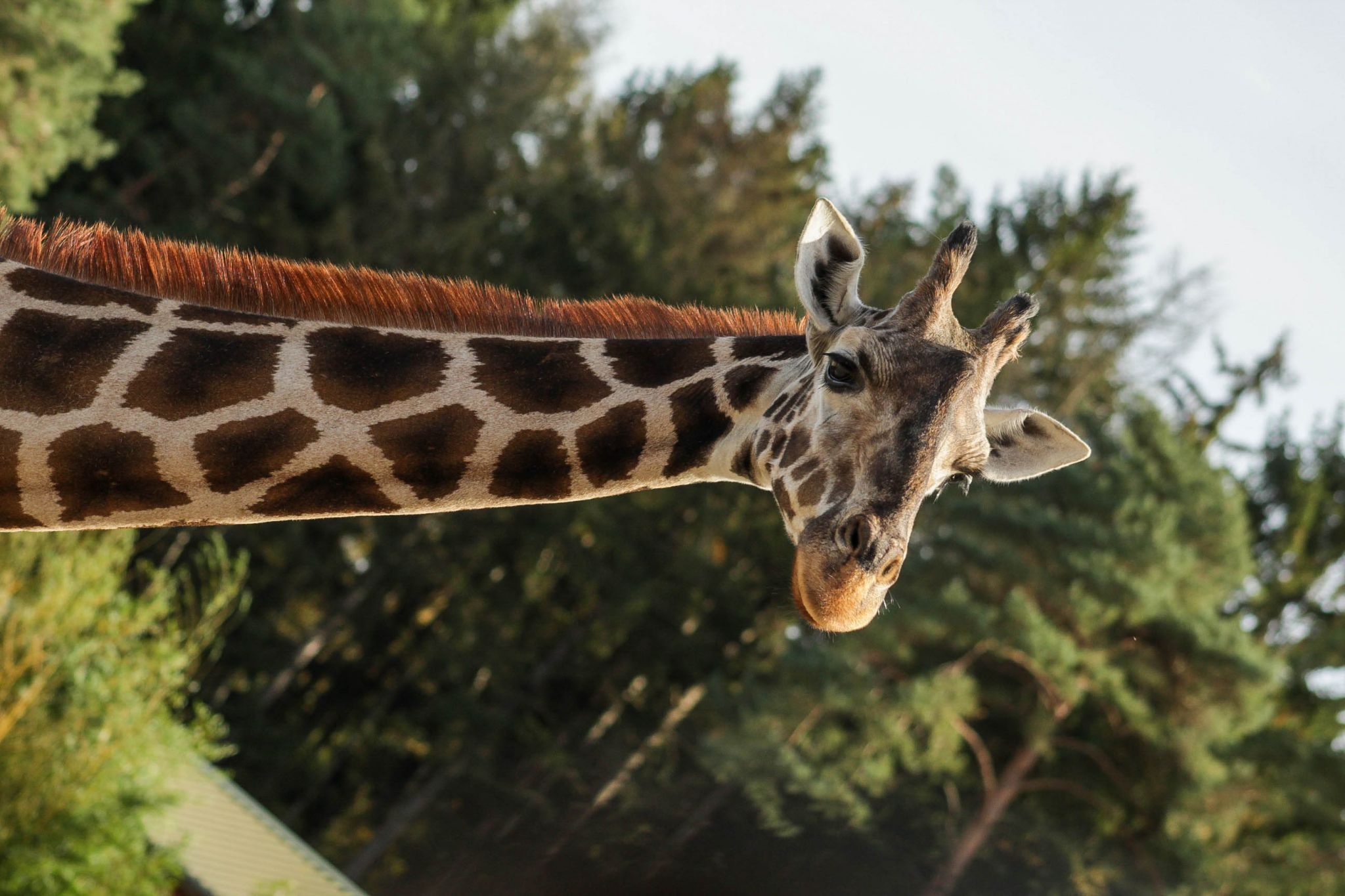 Serengeti Park Hodenhagen, Germany