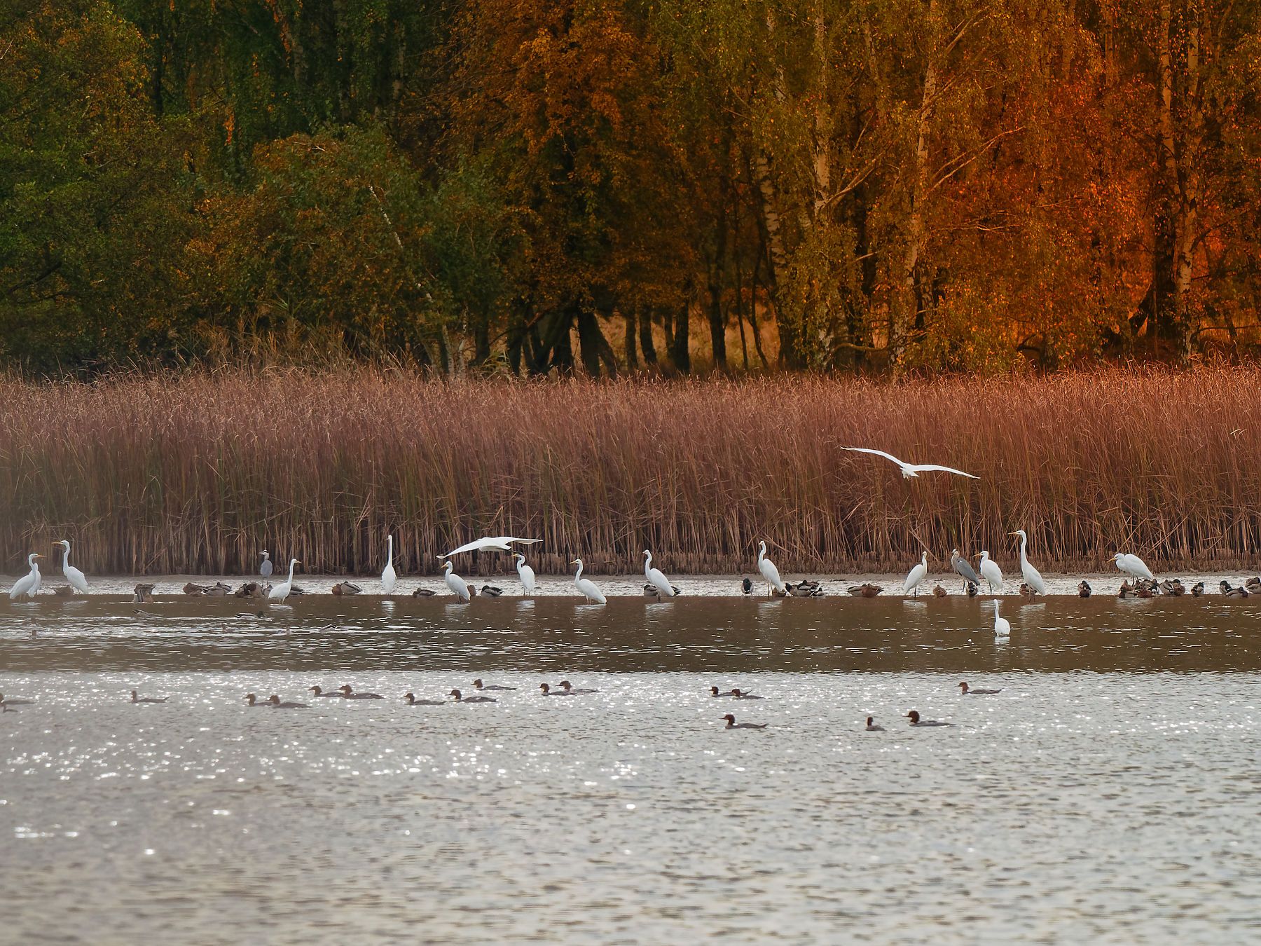 Stawy Milickie, Poland