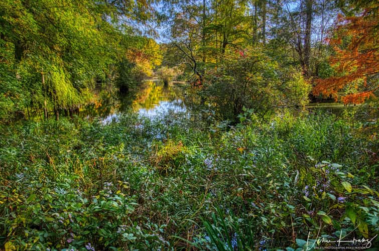 Trap Pond