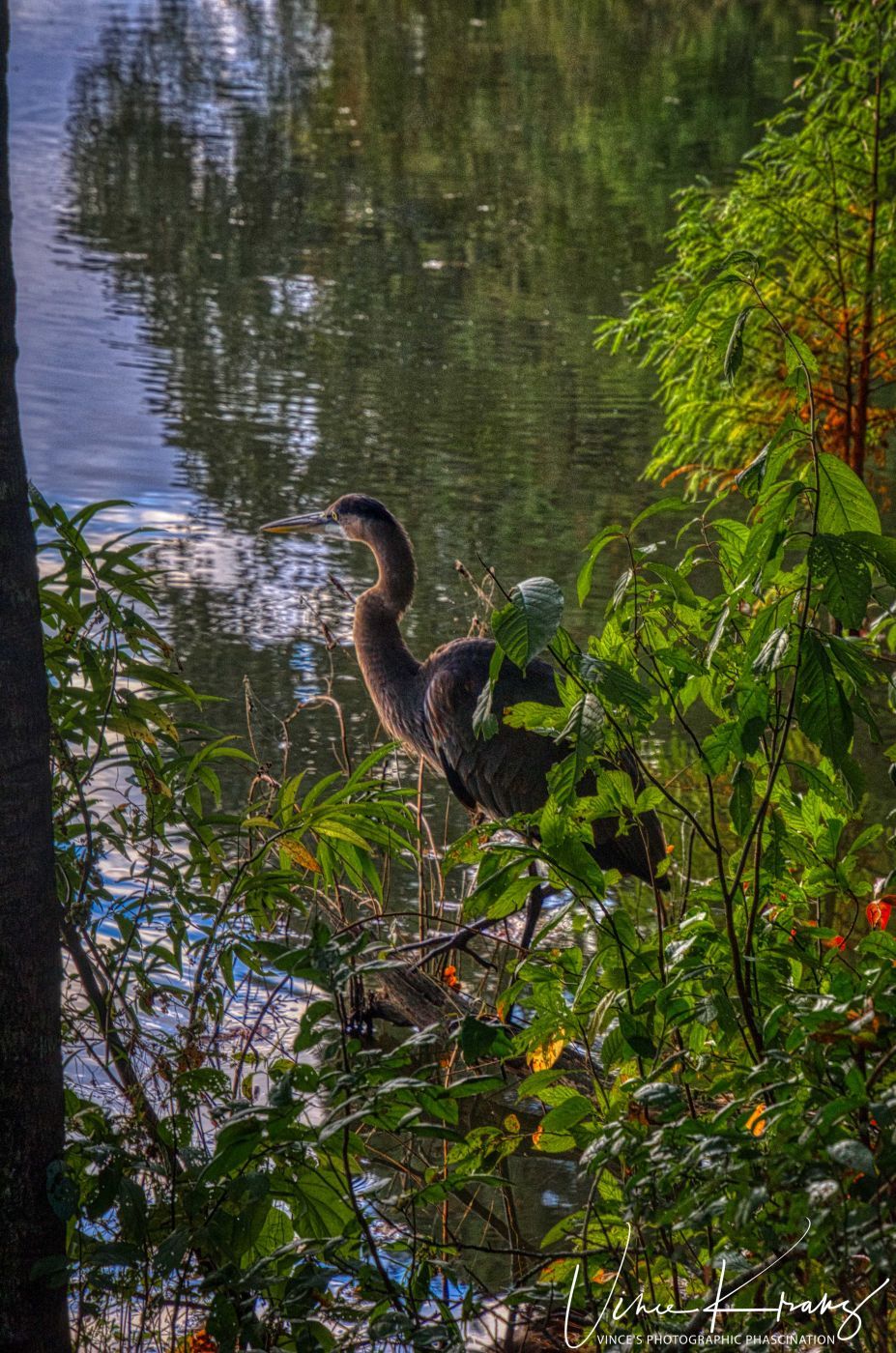 Trap Pond, USA