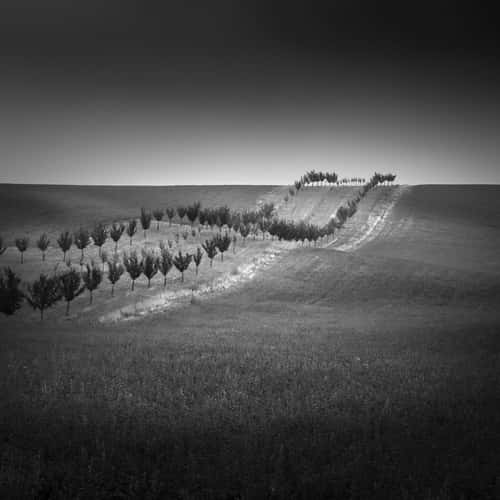Tree Lines, Czechia