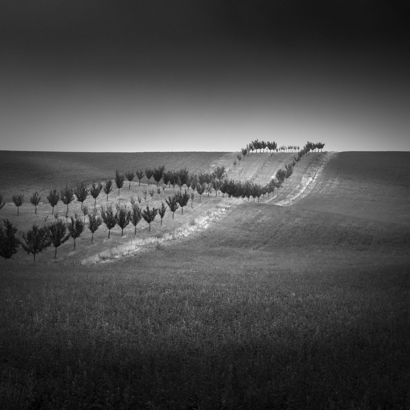Tree Lines, Czechia, Czech Republic