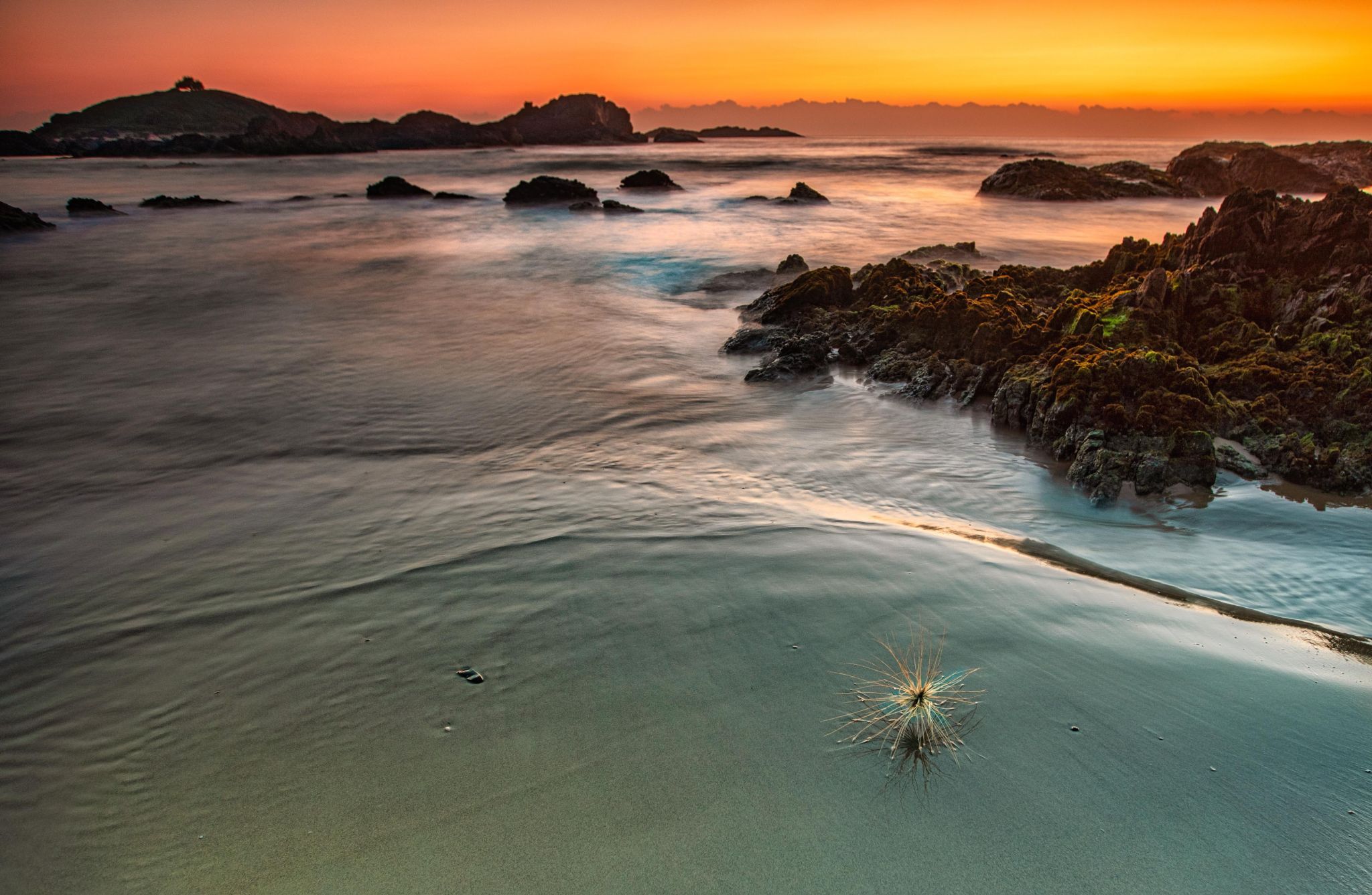Tumble weed Bonville Headland sunrise North Coast NSW, Australia