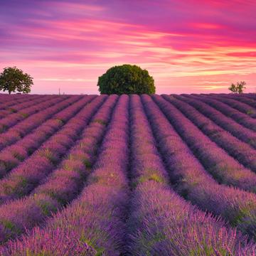 Valensole - The 3 Sisters, France