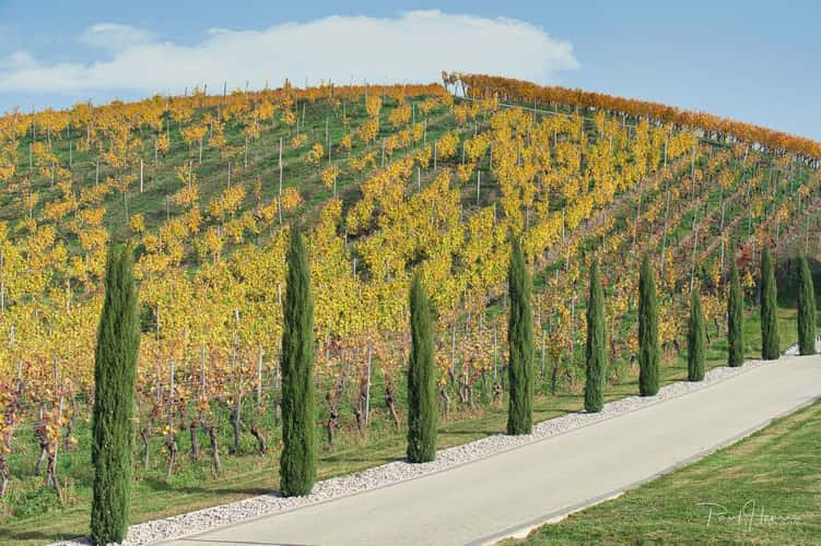 Wineyard