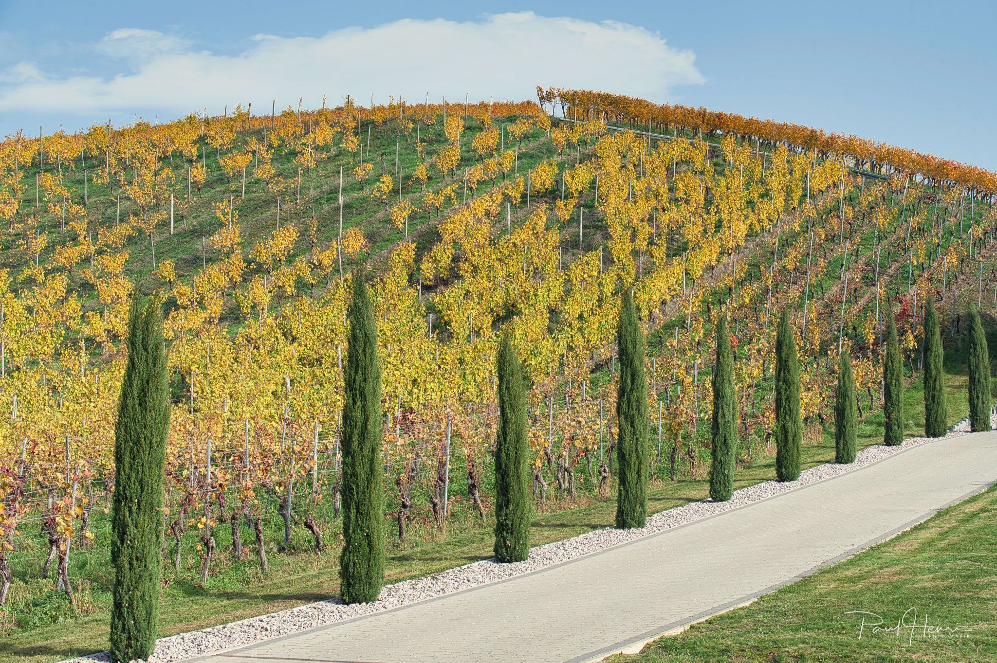 Wineyard, Germany