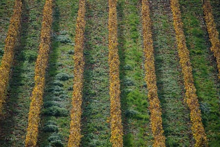 Wineyard