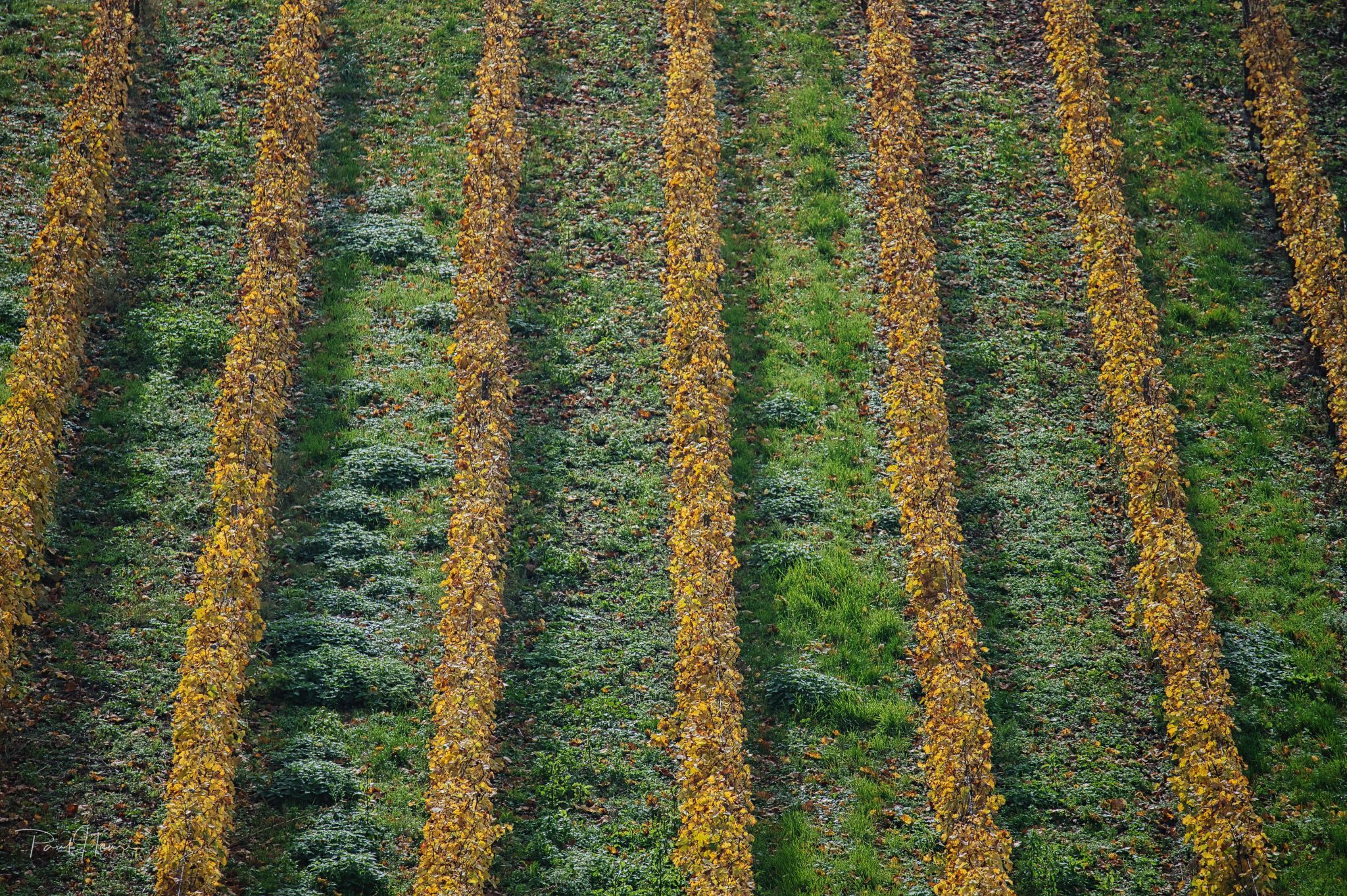 Wineyard, Germany