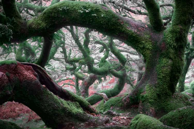 Wistman Woods