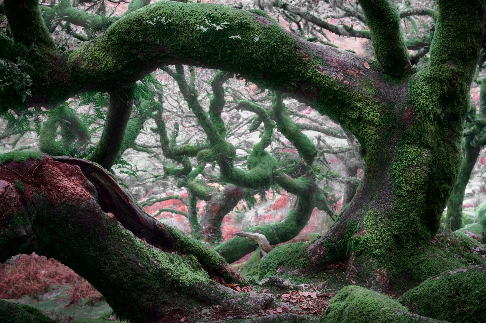 Wistman Woods, United Kingdom