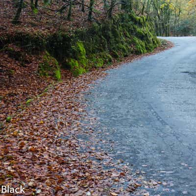 Autumn road through the forest, Spain