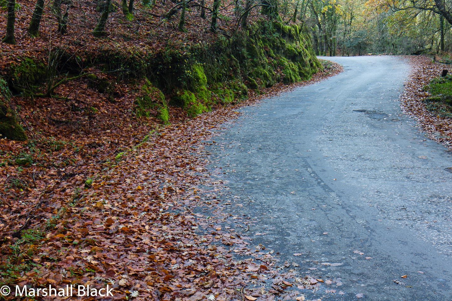 Autumn road through the forest, Spain