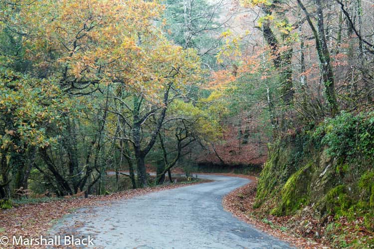 Autumn road through the forest