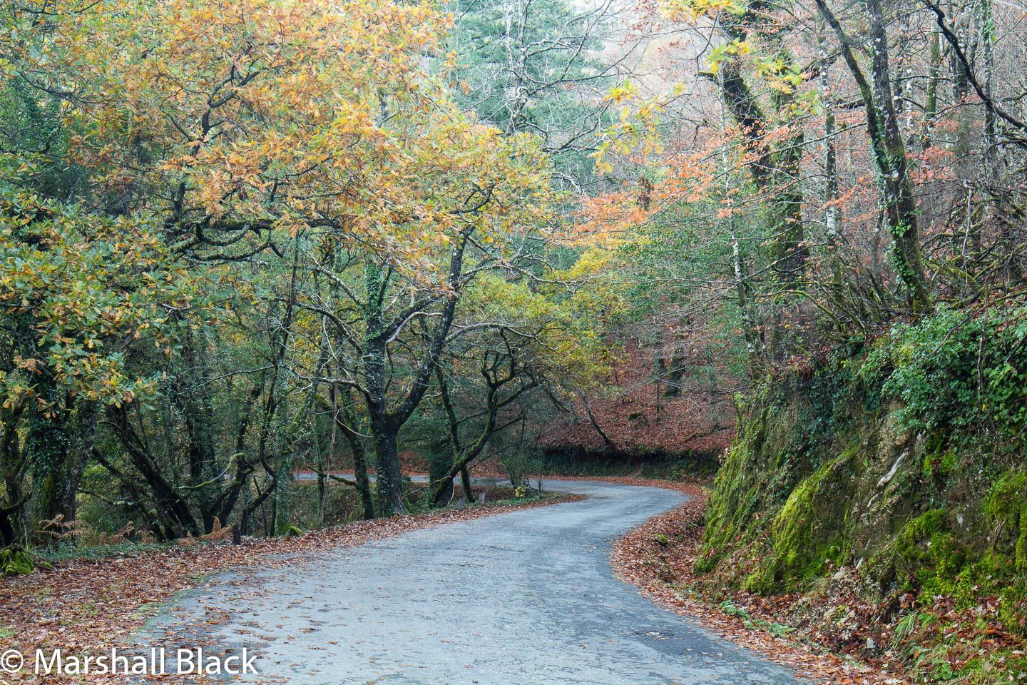 Autumn road through the forest, Spain
