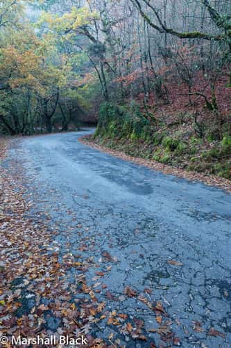 Autumn road through the forest