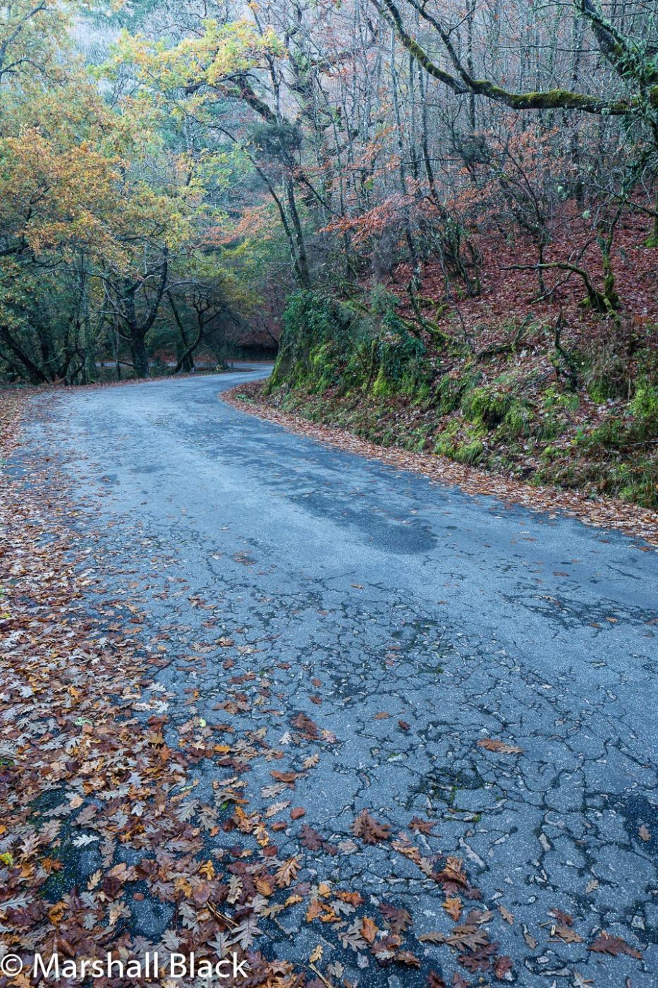 Autumn road through the forest, Spain