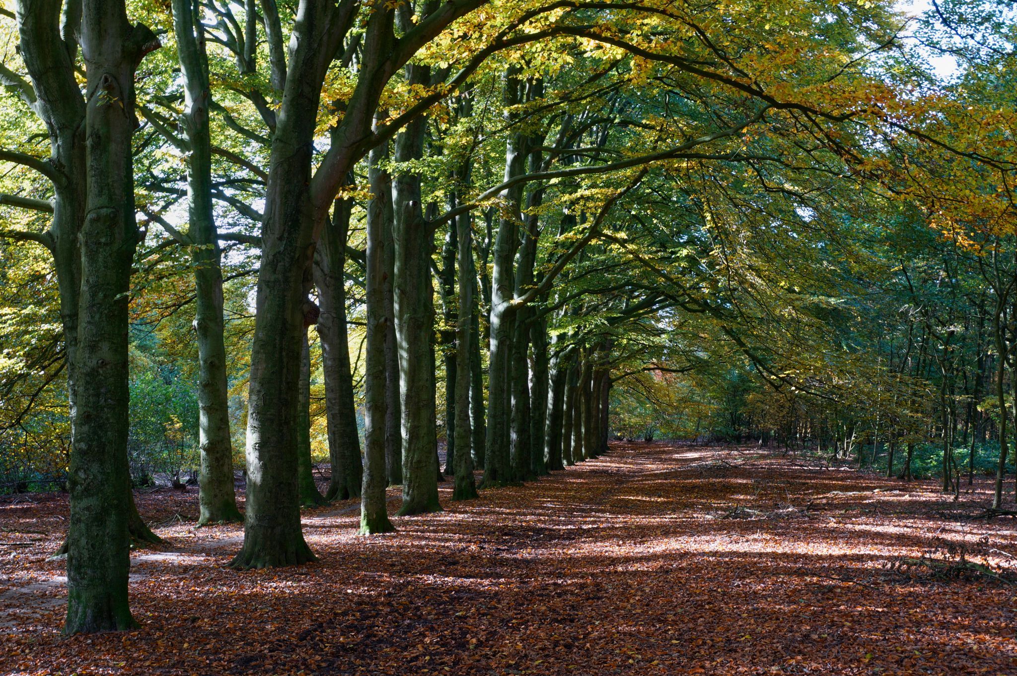 Bomenlaan Hernen, Netherlands