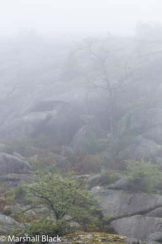 Calcedonia mists