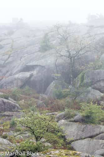 Calcedonia mists