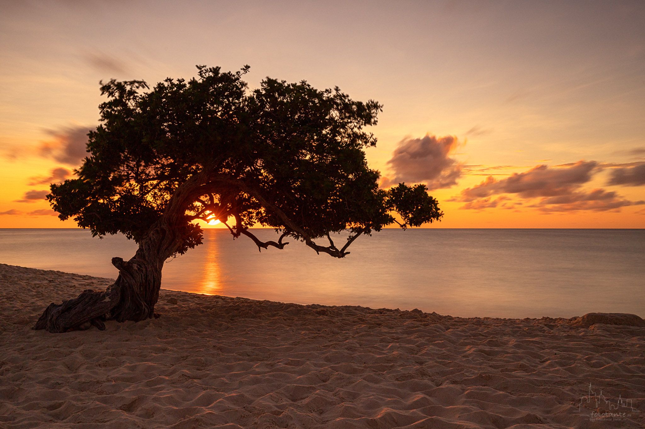 Fofoti Trees at the beach, Aruba