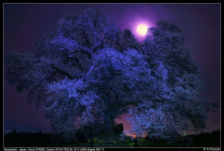 わに塚のサクラ wanizuka cherry tree