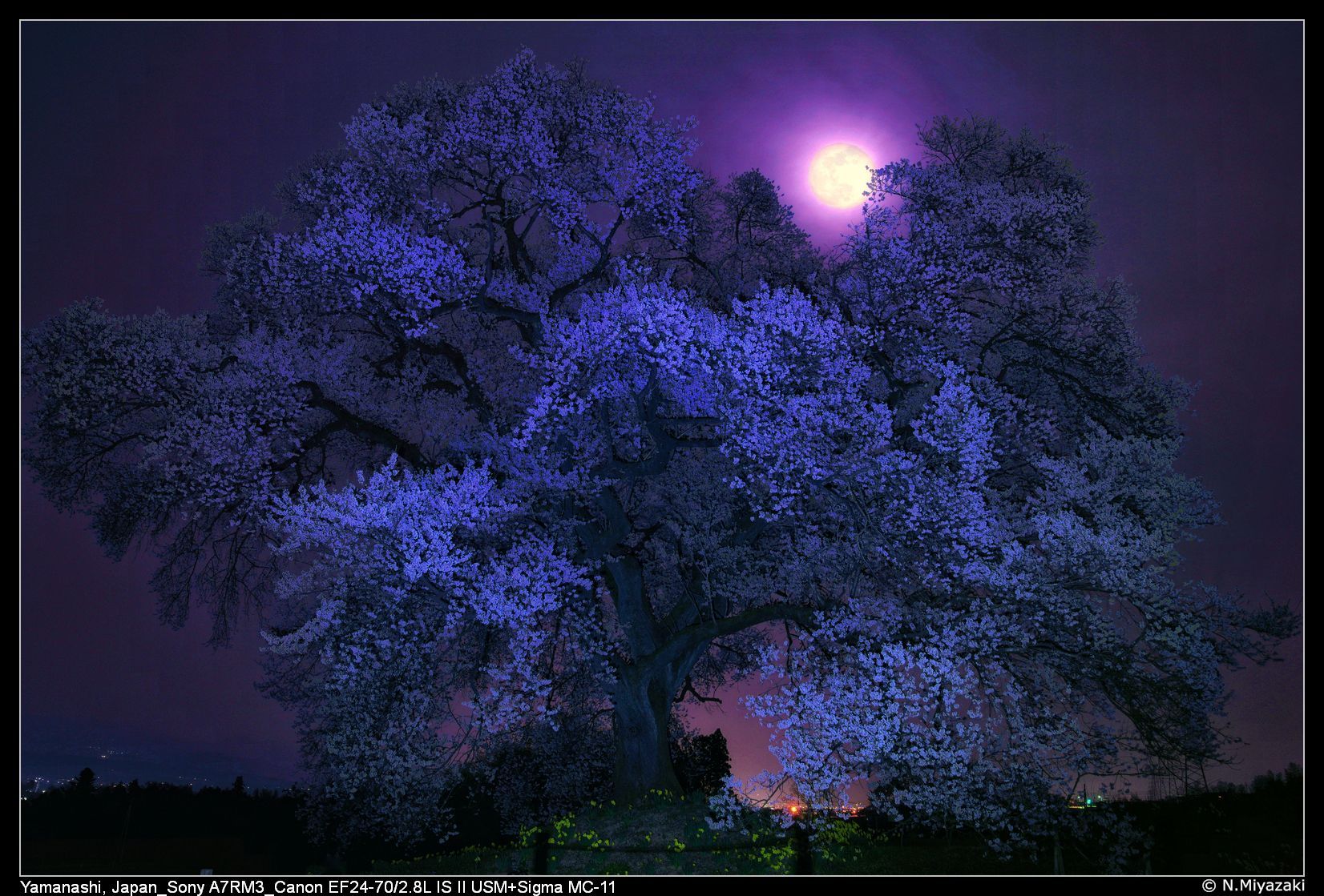 わに塚のサクラ wanizuka cherry tree, Japan
