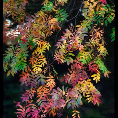 前田森林公園,Maeda Forest Park - Barbecue Field, Japan