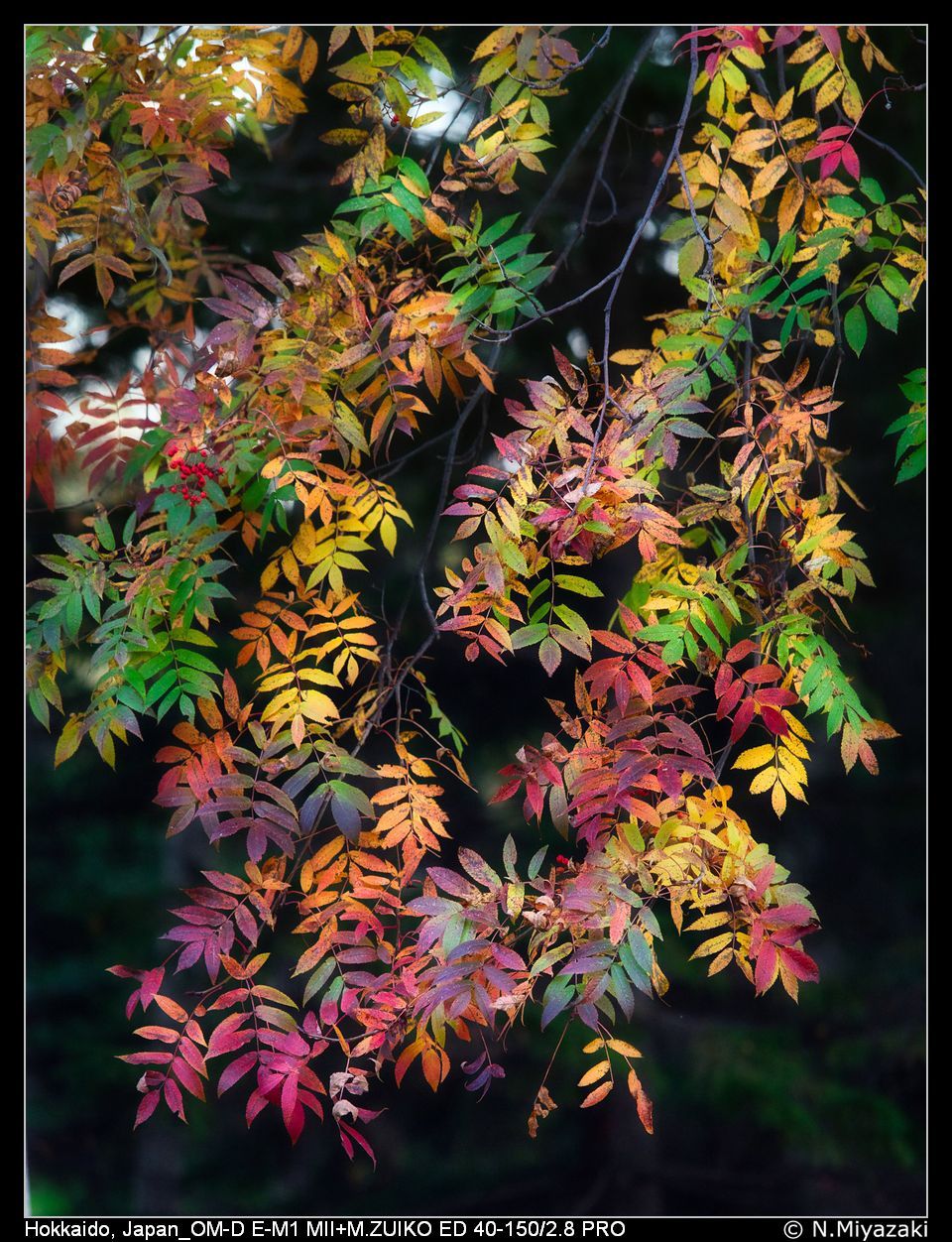 前田森林公園,Maeda Forest Park - Barbecue Field, Japan