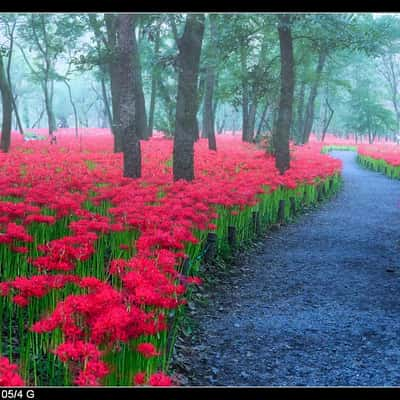 巾着田曼珠沙華公園 Kinchakuda Pearl Shaka Park, Japan