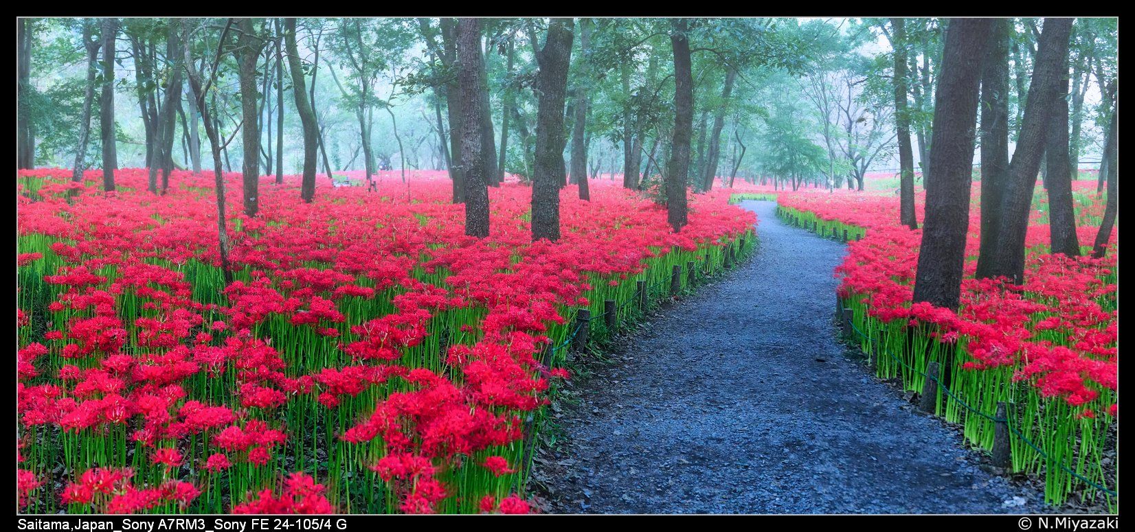巾着田曼珠沙華公園 Kinchakuda Pearl Shaka Park, Japan